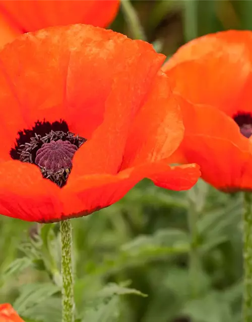 Orientalischer Mohn