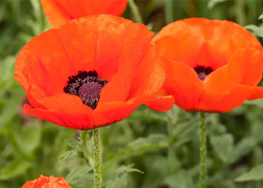 Orientalischer Mohn