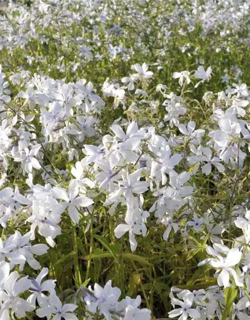 Phlox divaricata 'May Breeze'