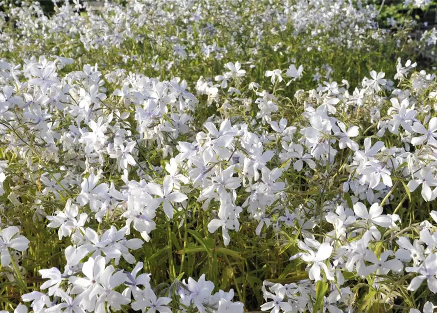 Phlox divaricata 'May Breeze'