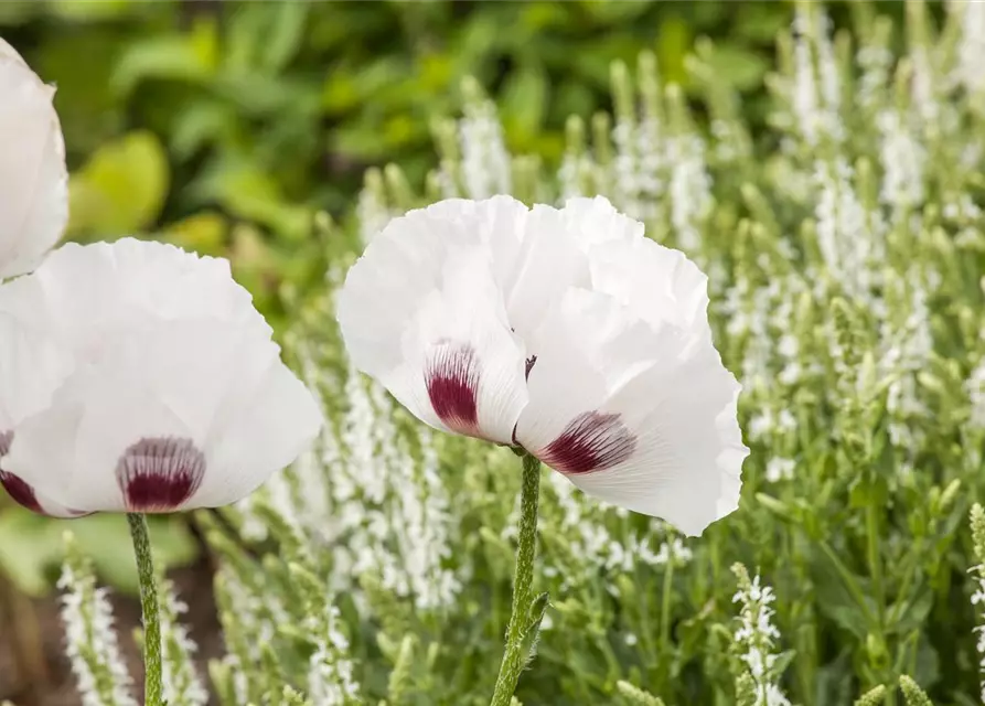 Orientalischer Mohn