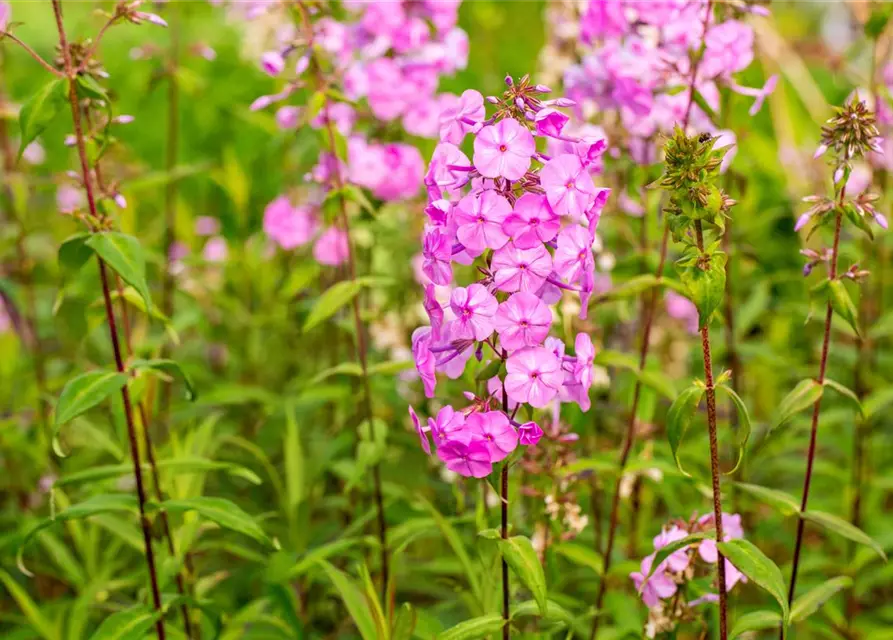 Wiesen-Flammenblume