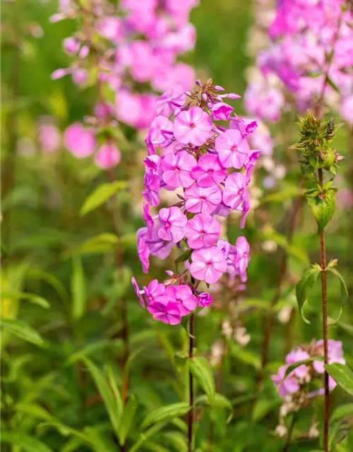 Wiesen-Flammenblume