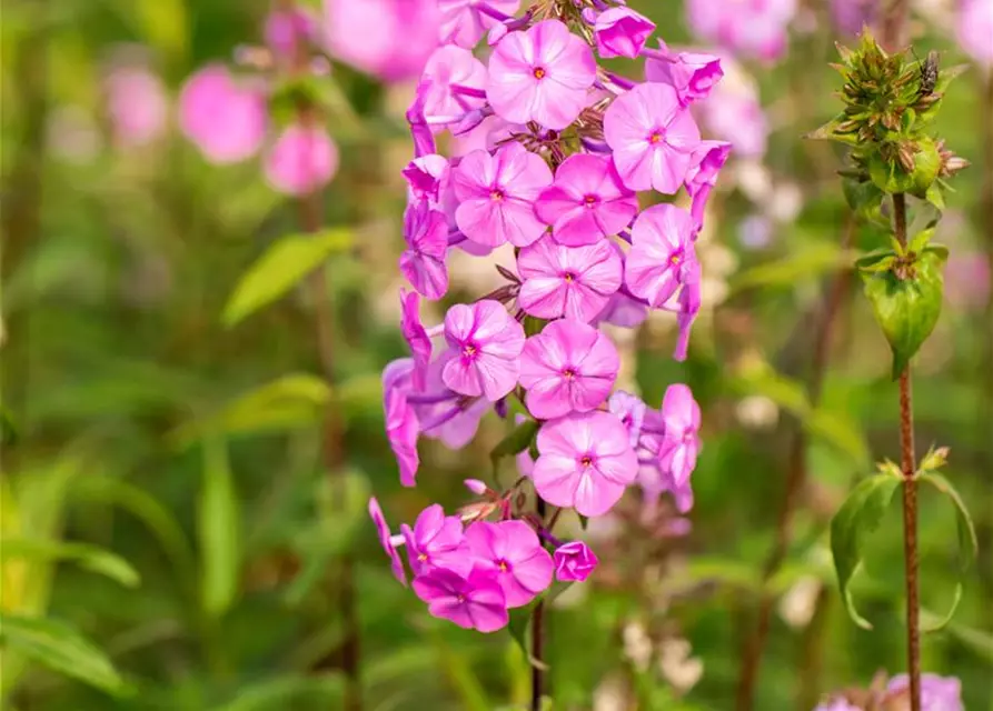 Wiesen-Flammenblume