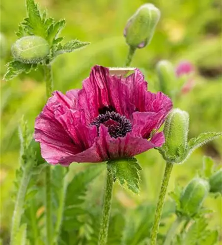 Orientalischer Mohn