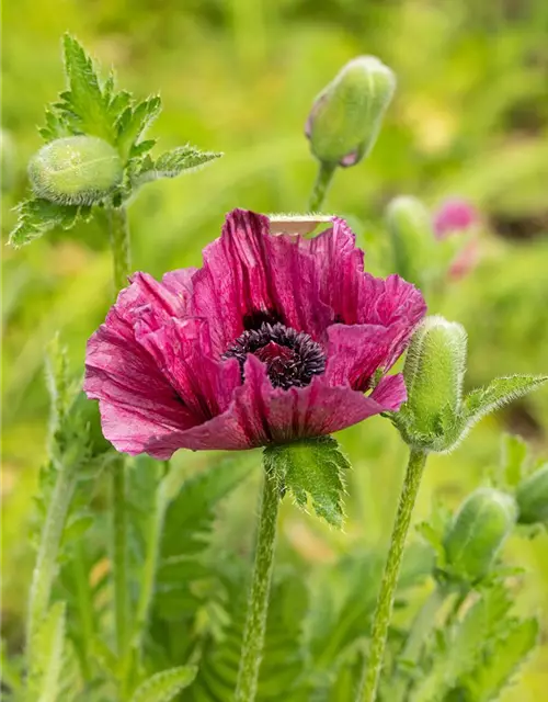 Orientalischer Mohn