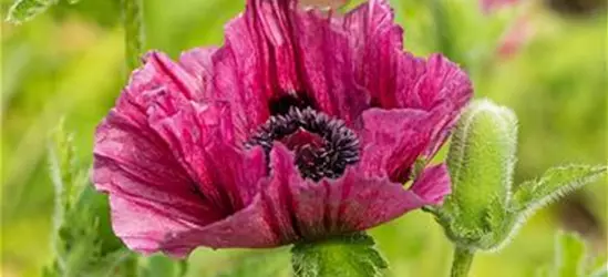 Orientalischer Mohn