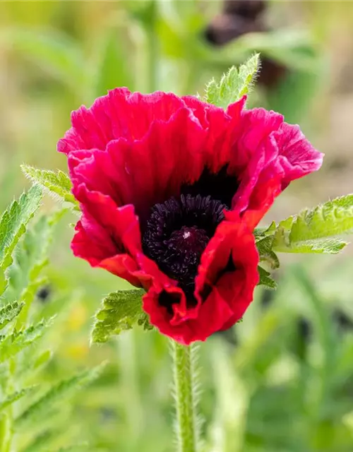 Orientalischer Mohn