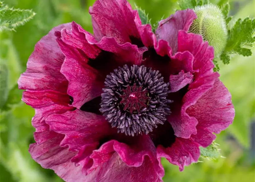 Orientalischer Mohn