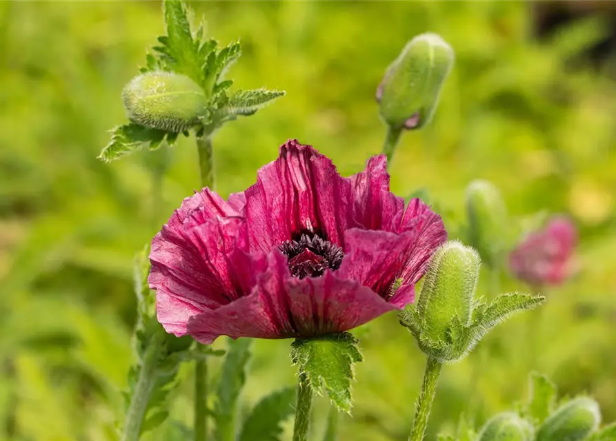 Orientalischer Mohn