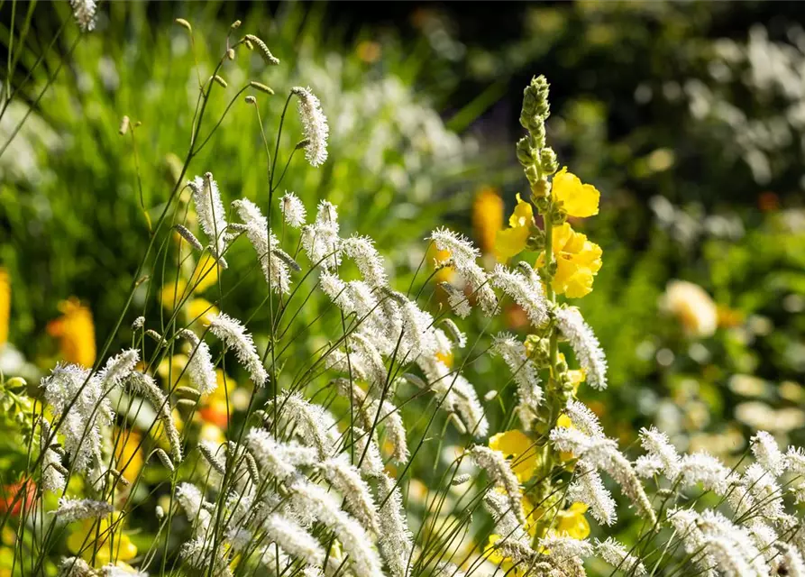 Hoher Wiesenknopf