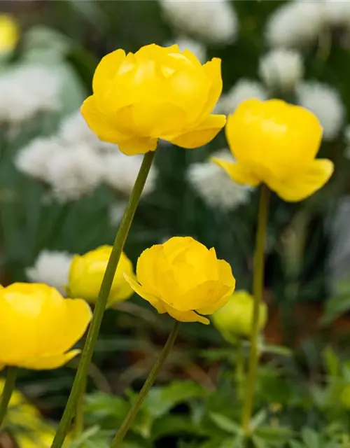 Europäische Trollblume