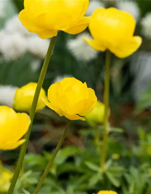 Europäische Trollblume