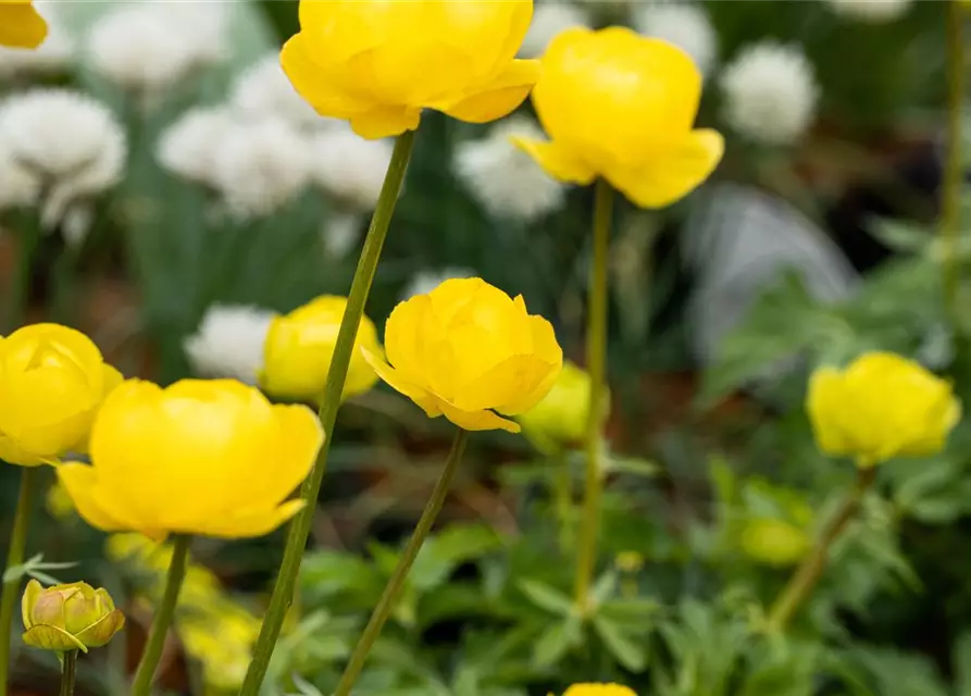 Europäische Trollblume