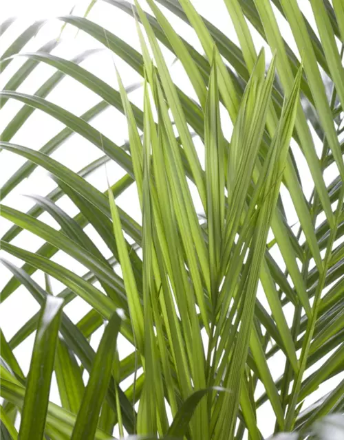 Areca Palme 