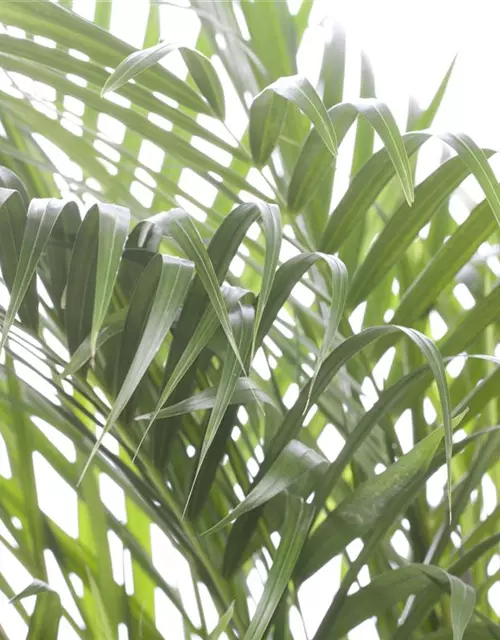 Areca Palme 