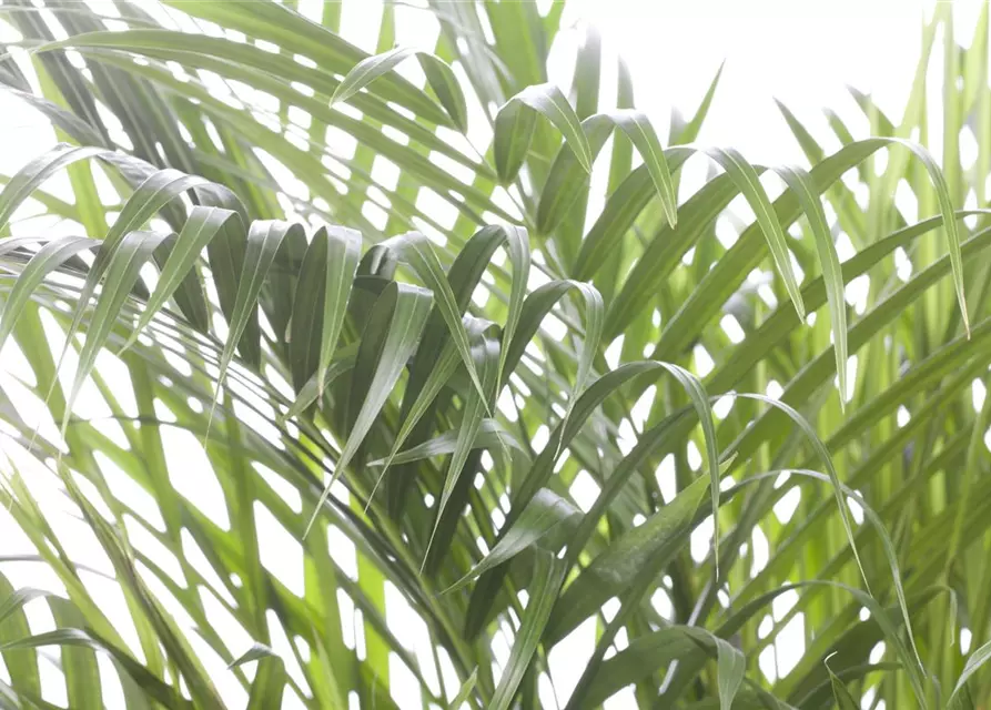 Areca Palme 