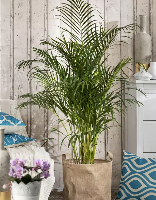 Areca Palme 