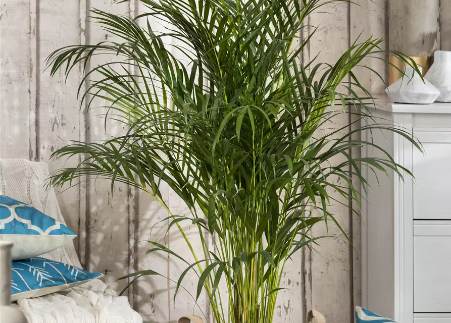 Areca Palme 