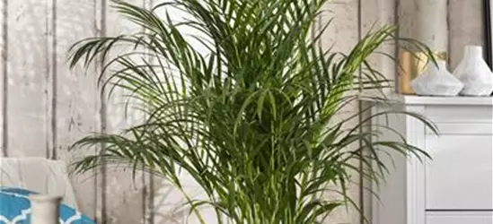 Areca Palme 