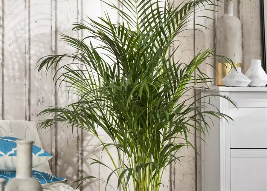 Areca Palme 