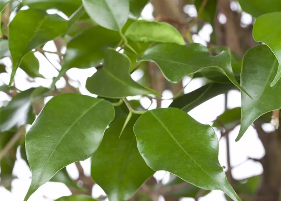 Ficus benjamina