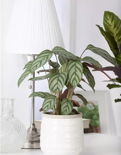 Calathea