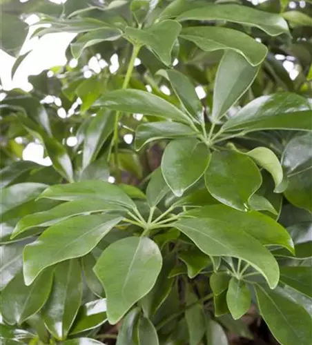 Schefflera arboricola