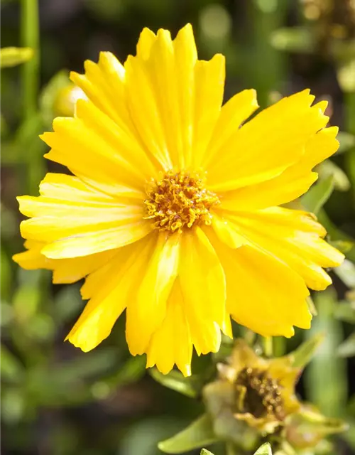 Coreopsis grandiflora