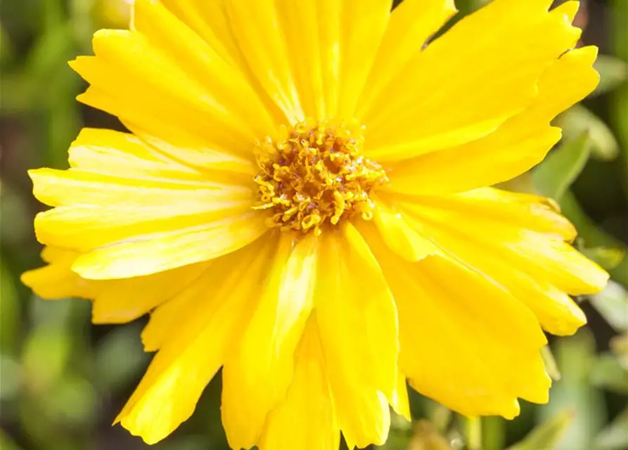 Coreopsis grandiflora