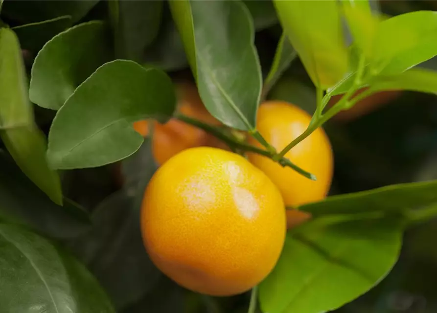 Citrus sinensis