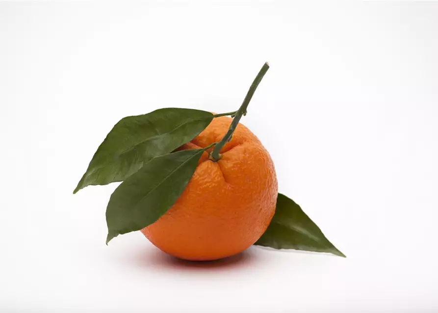 Citrus sinensis