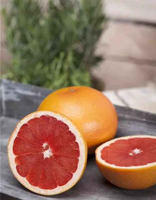 Citrus sinensis