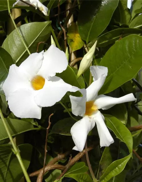 Dipladenia 'Sundaville' 