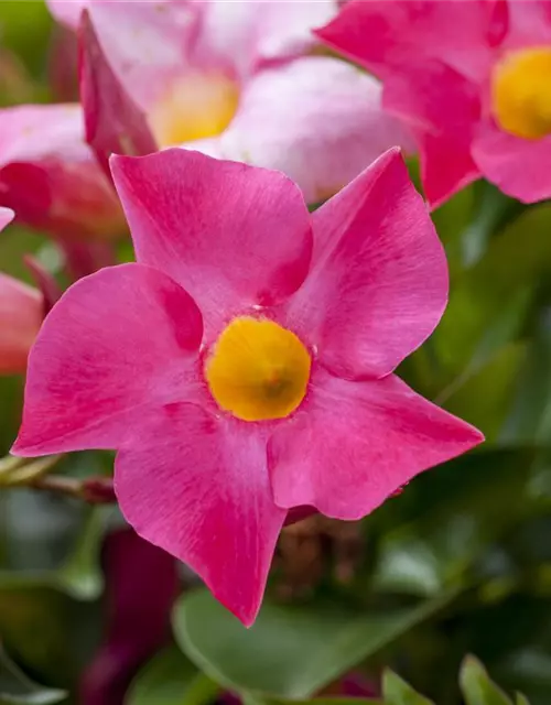 Dipladenia Doppelbogen