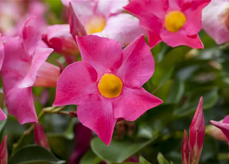 Dipladenia Doppelbogen