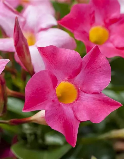 Mandevilla sanderi 'Sundaville'®