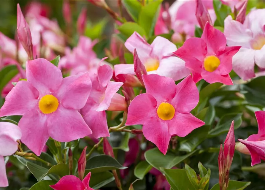 Mandevilla sanderi 'Sundaville'®