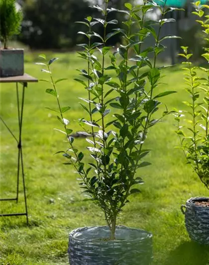 Ovalblättriger Liguster - Hecke