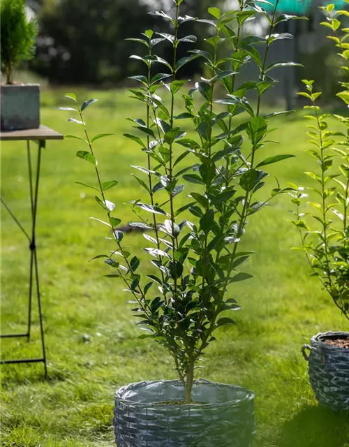 Ovalblättriger Liguster - Hecke