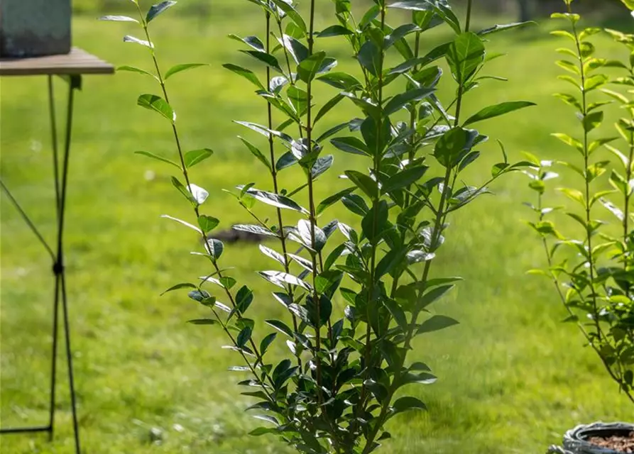 Ovalblättriger Liguster - Hecke