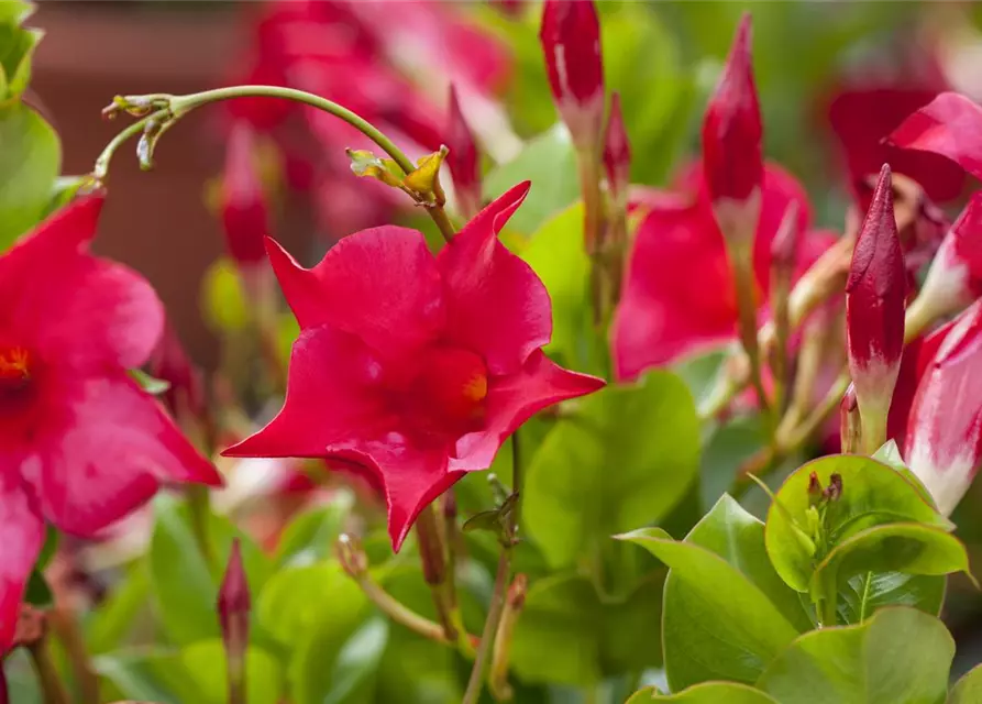 Mandevilla sanderi 'Sundaville'®