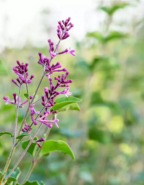 Edelflieder Bloomerang® 'Dark Purple'