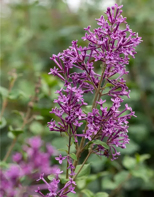 Edelflieder Bloomerang® 'Dark Purple'