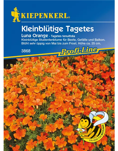 Kleinblütige Tagetes 'Luna Orange'