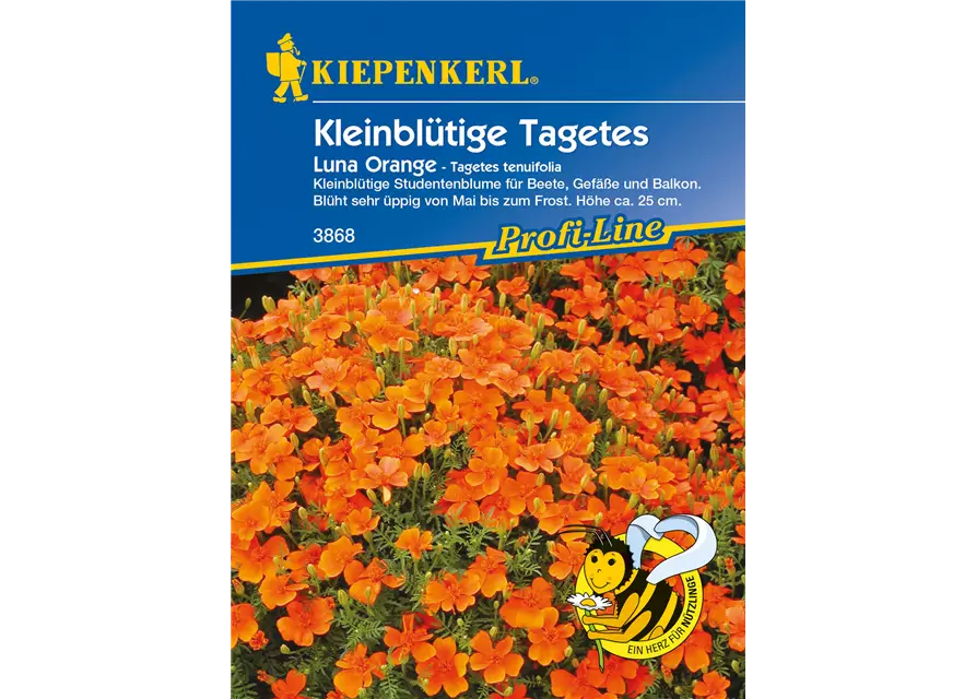 Kleinblütige Tagetes 'Luna Orange'