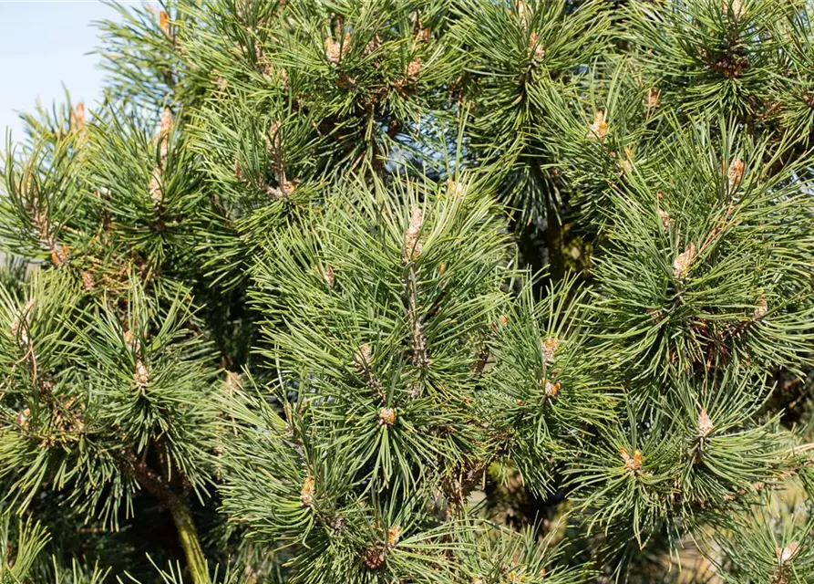 Berg-Kiefer 'Columnaris'