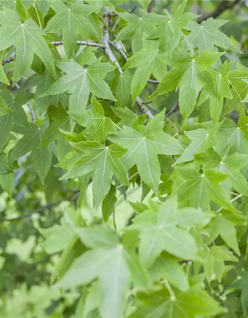 Amerikanischer Amberbaum