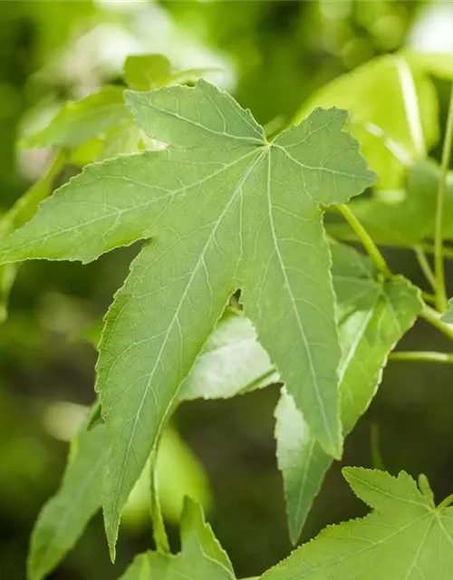 Amerikanischer Amberbaum