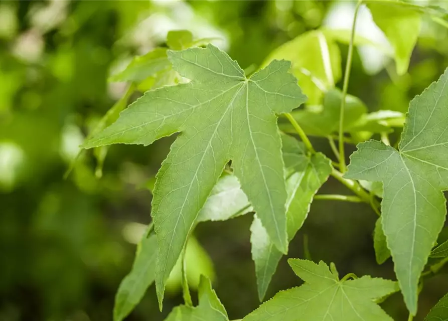 Amerikanischer Amberbaum